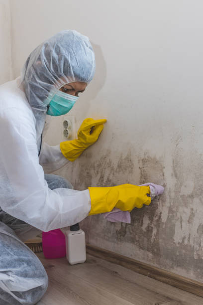 Best Mold Removal for HVAC Installations  in Halawa, HI