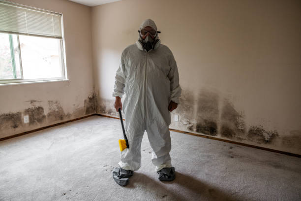Trusted Halawa, HI Mold Removal Experts